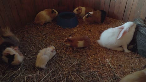 people feed rodents and rabbits in the zoo farm