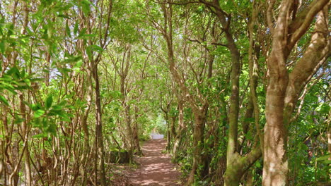 caminando por un sendero forestal rodeado de árboles con follaje verde