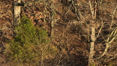 Lake-Flint-Creek-With-White-Tailed-Deers-Wandering-Inside-The-Forest-In-Arkansas,-USA