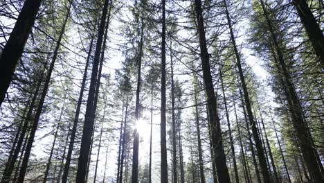 view from below of the trees of a forest