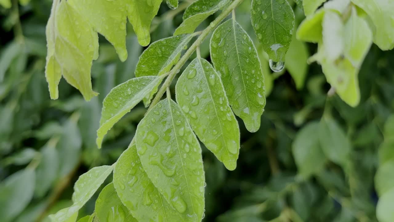close-up view of a Curry Tree (Murraya koenigii), showcasing its vibrant green leaves adorned with water droplets