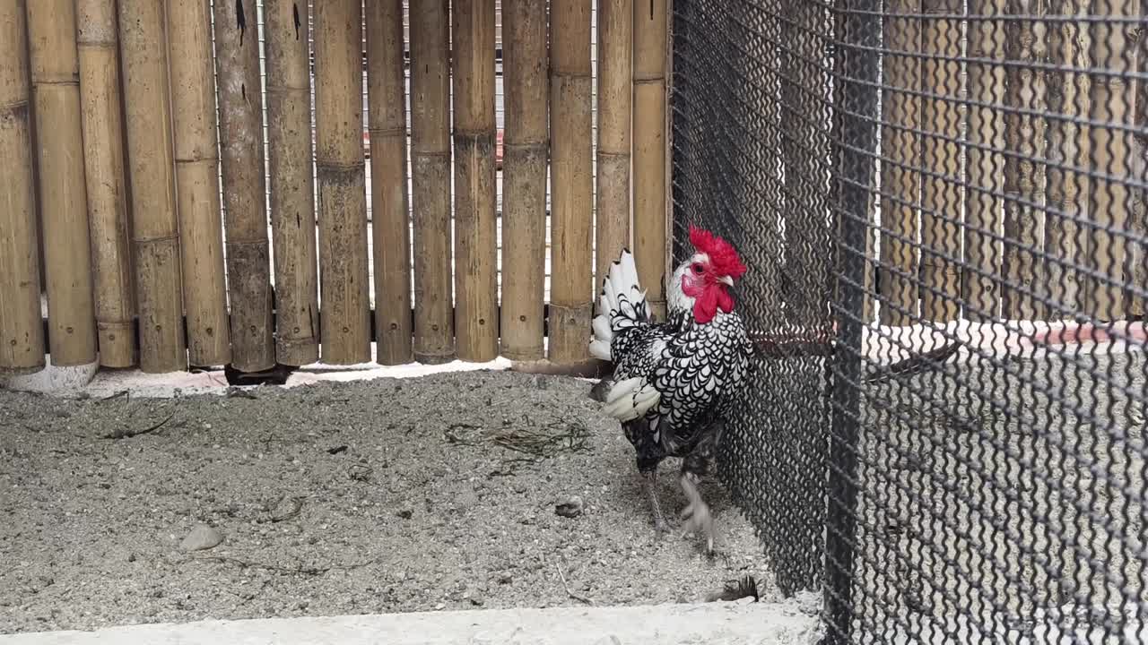 gallo en una jaula del zoológico