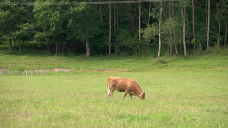 A-brown-Cow-grazing-in-the-medow-near-the-forest-eating-fresh-grass-in-Zielenica,-Poland,-shot-in-4k