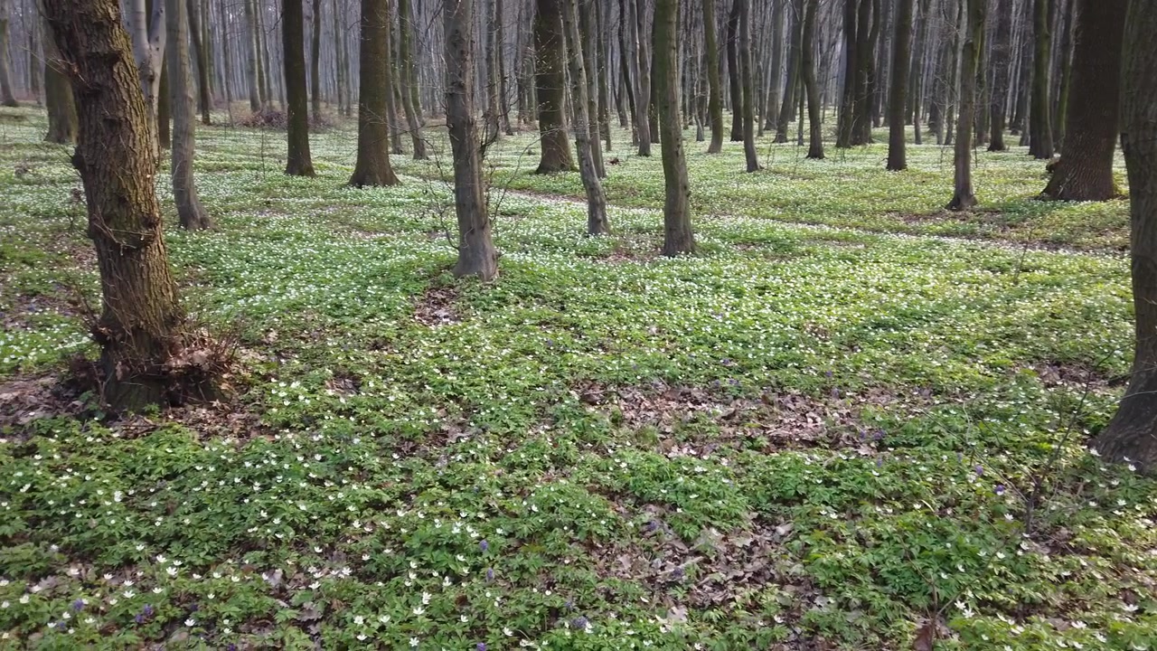 Anemoni bianchi nella foresta