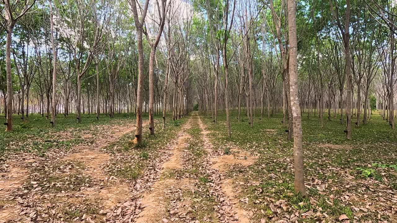 Aerial view of a serene rubber tree plantation in Phuket, Thailand, captured with smooth drone movement and natural lighting