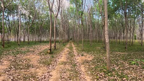 aerial view of a serene rubber tree plantation in phuket, thailand, captured with smooth drone movement and natural lighting