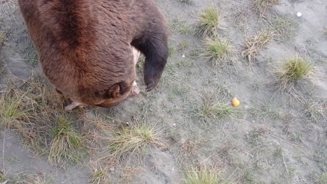 Un-Gran-Oso-Pardo-De-Alaska-Se-Lleva-Un-Hueso-De-Una-Comida-Fresca