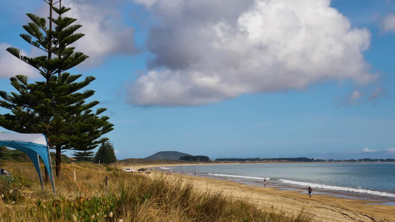 árbol de pino en la playa con campistas