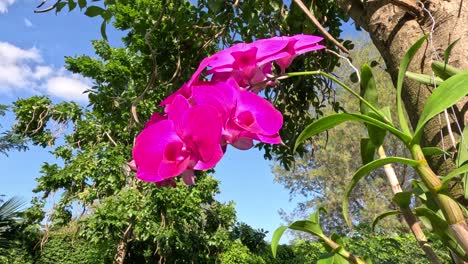 vibrant orchids bloom in lush, sunny landscape