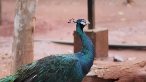 pavo real caminando con gracia moviéndose pasando por un árbol en el parque de aves, hambantota
