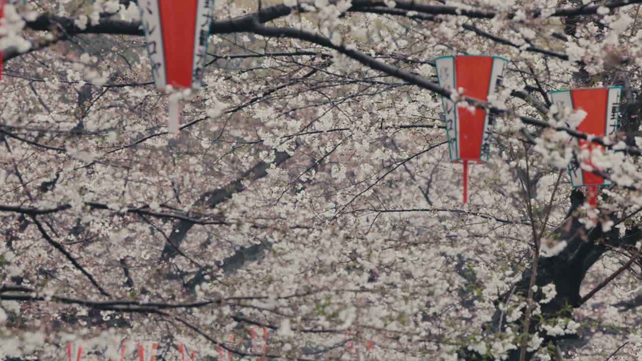 linterna japonesa colgada en los árboles de cerezos en flor en el parque ueno, tokio, japón