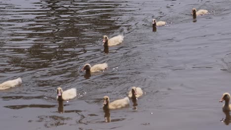 ducks glide together across calm water