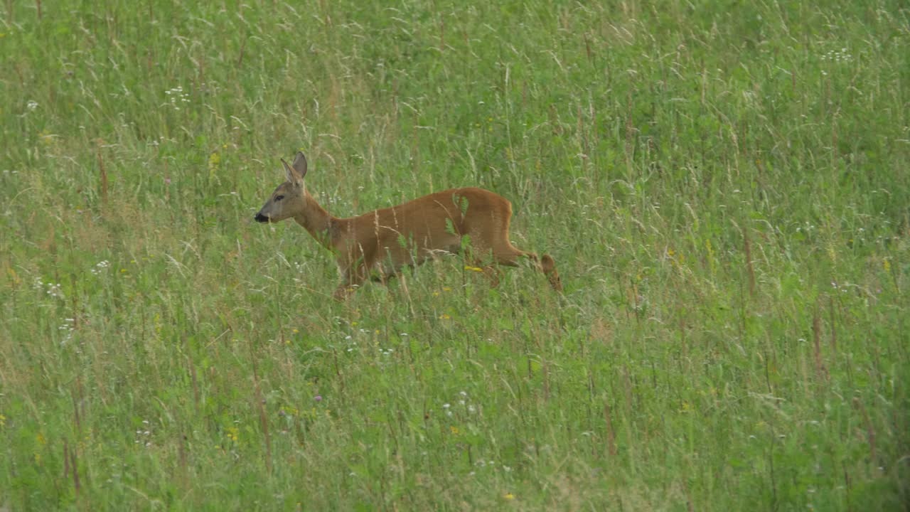 cierva solitaria caminando por un campo en cámara lenta