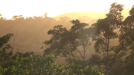 Pan-A-Través-De-Una-Hermosa-Atardecer-En-La-Selva-Tropical-De-Belice