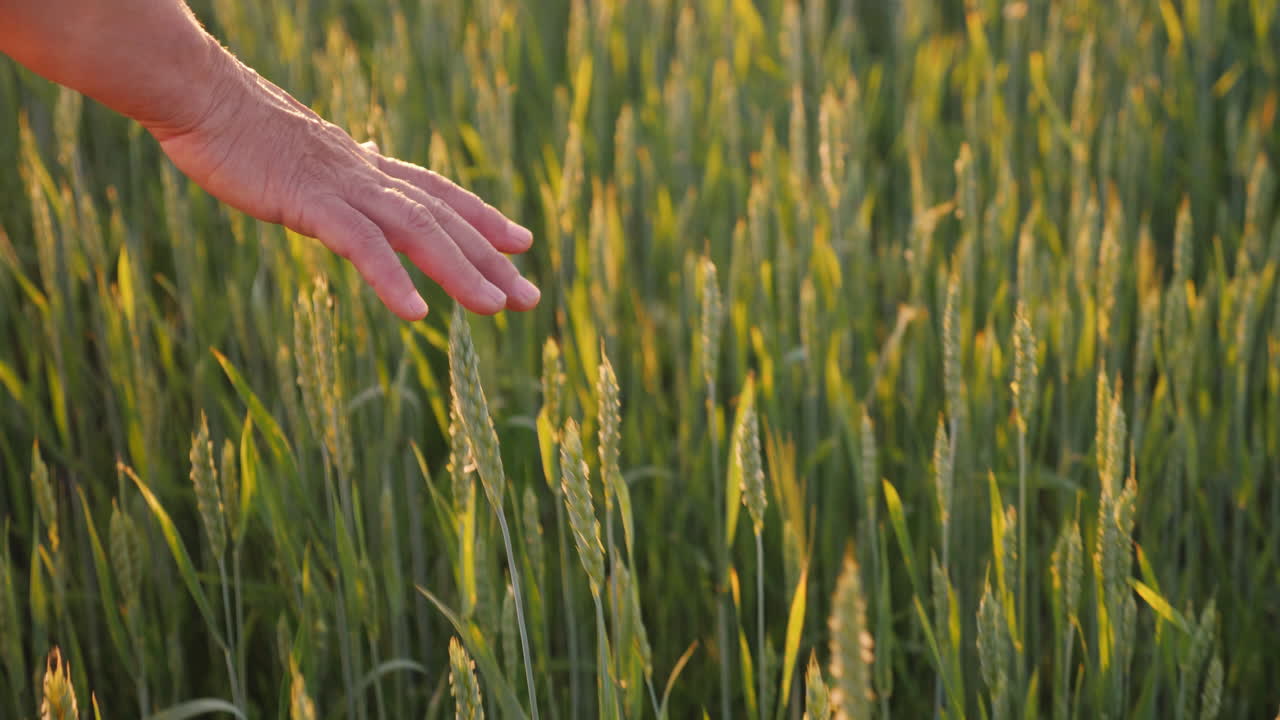 年配の女性の手が緑の小麦の小穂を見る太陽のオーガニの美しいまぶしさ