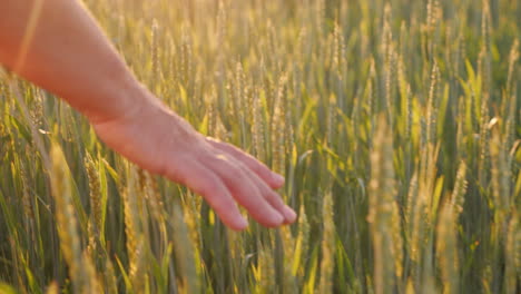 the hand of an elderly woman looks at the spikelets of green wheat beautiful glare of the sun organi