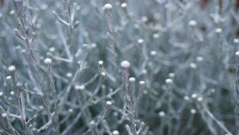 Flower-Heads-Of-Sliver-Cushion-Bush-Shrub,-CLOSE-UP