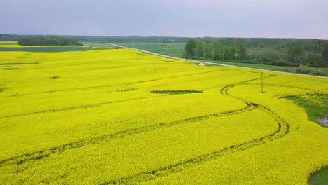 Sobrevuelo-Aéreo-Floreciente-Campo-De-Colza,-Volando-Sobre-Exuberantes-Flores-Amarillas-De-Canola,-Idílico-Paisaje-Granjero-Con-Altos-Robles-Verdes-Frescos,-Día-Nublado,-Amplio-Tiro-De-Drones-Moviéndose-Hacia-Atrás