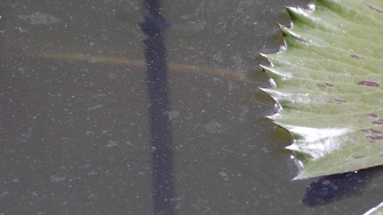 잎 잔해 를 물 위 에 어 놓은 거미