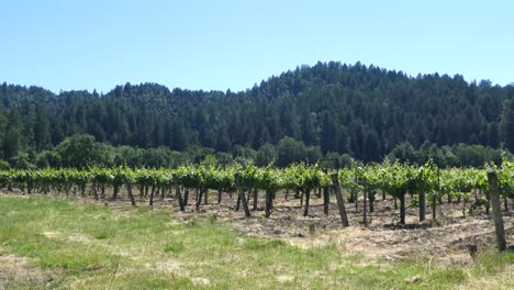 vineyards near korbel winery, guerneville, california