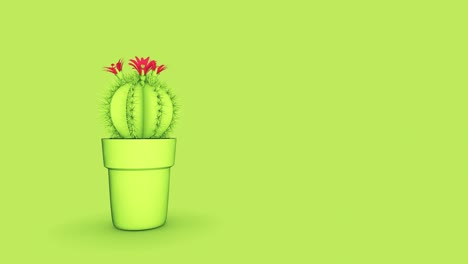 el cactus 4k