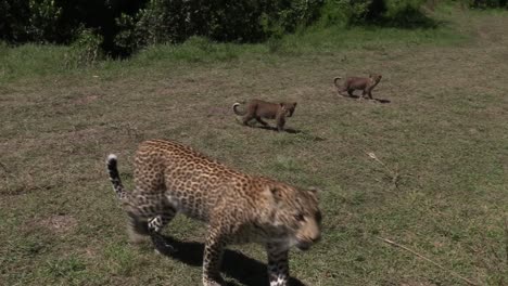 Mother-leopard-and-cute-tiny-cubs-walking-across-savannah-Masai-Mara-Kenya