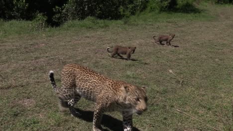 madre leopardo y lindos cachorros diminutos caminando a través de sabana masai mara kenia
