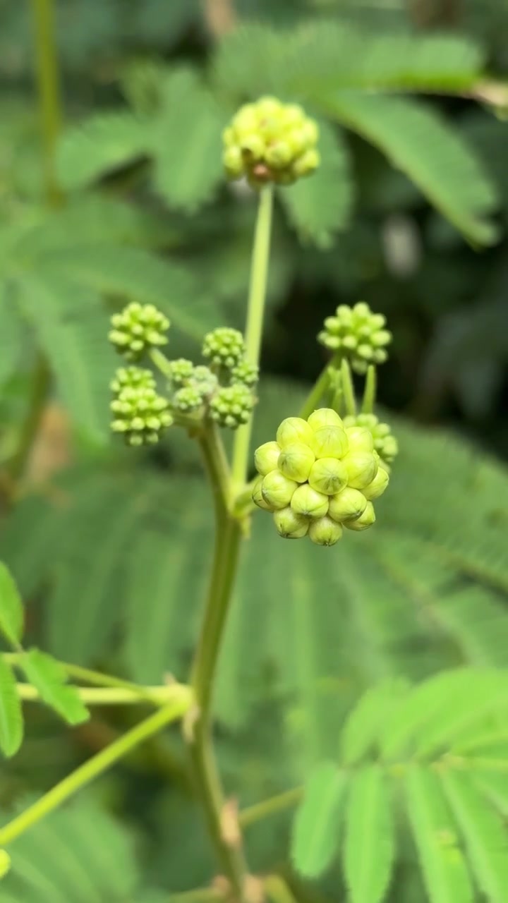 Primo piano di boccioli di fiori verdi di Mimosa Pudica in natura