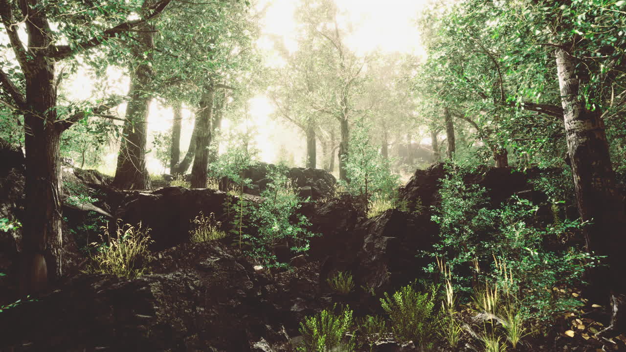 Lush forest landscape bathed in soft light showcasing natures tranquility
