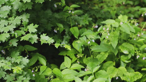 focusing on leafy twigs of bell blossom shrubs in forest undergrowth