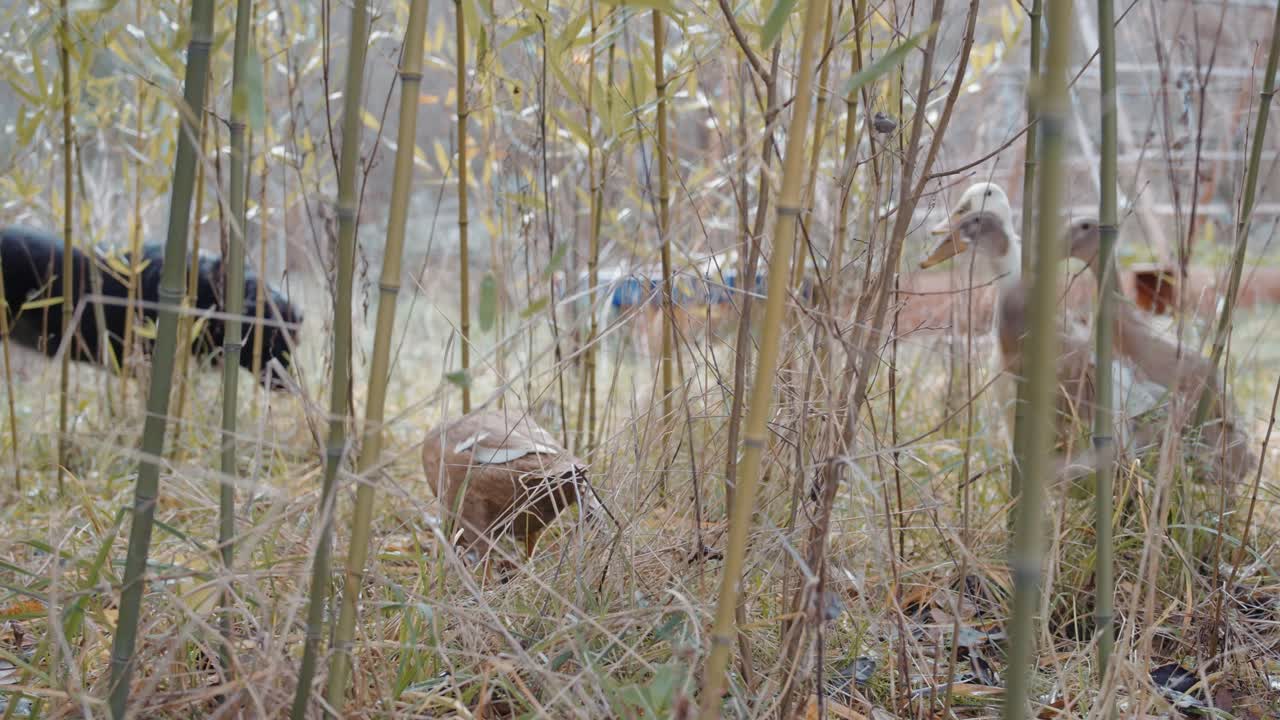 Indian Runner ducks forage in bamboo undergrowth, a natural slug solution.