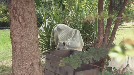 Medium-Shot-of-Cows-in-the-Trees