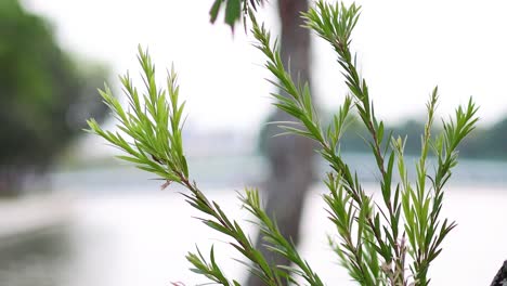 close-up of tree branch swaying in garden