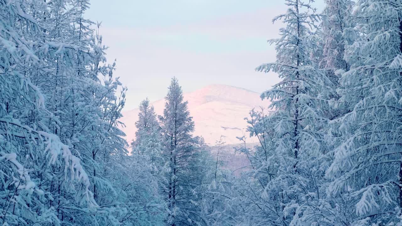 Fredelig vinterlandskap med snødekte trær og fjerne fjell. En rolig og klar himmel fullfører det pittoreske landskapet