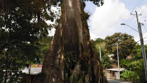 Baumwollbaum-Am-Straßenrand-In-Tobago,-Westindien
