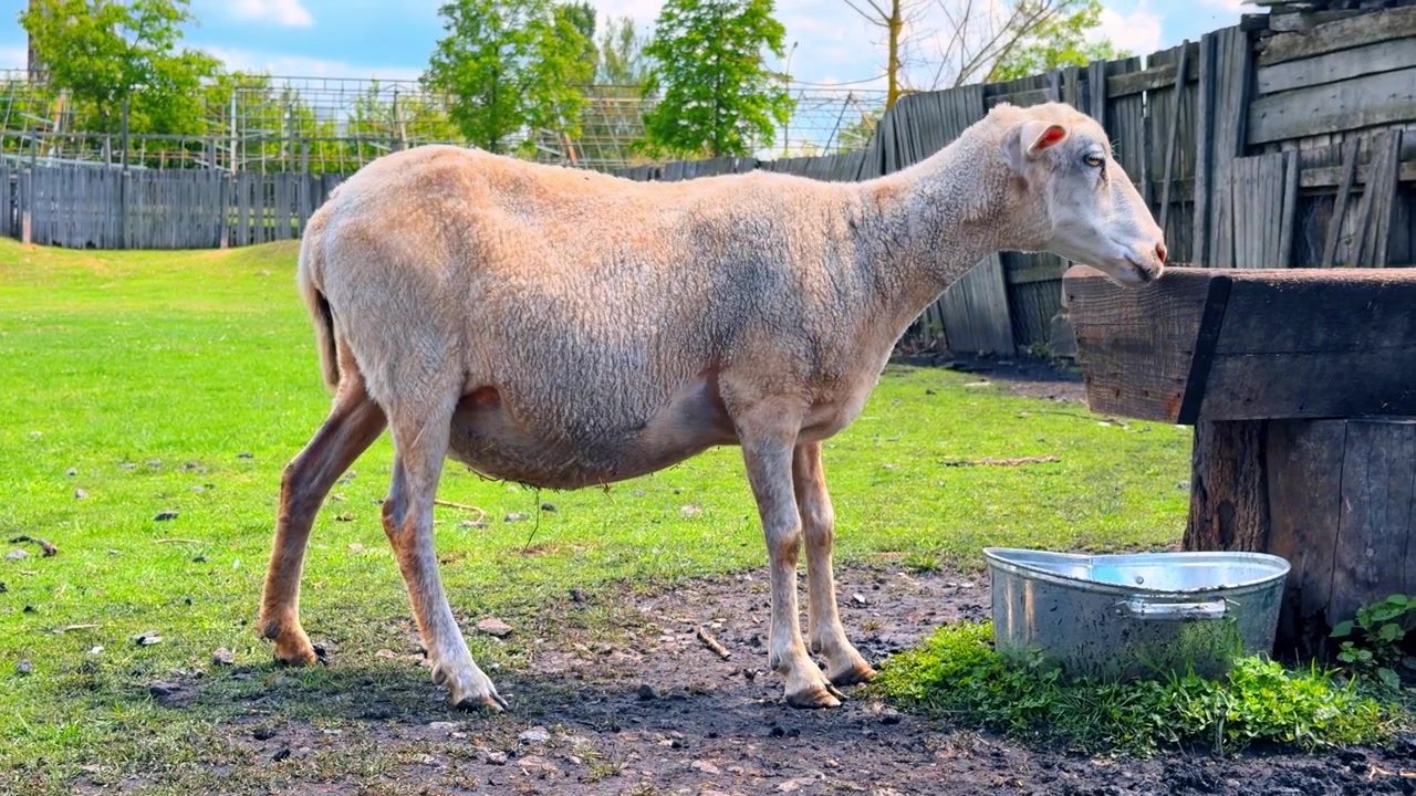 Pecora domestica bianca in piedi vicino a un abbeveratoio. Vista di profilo di una pecora tosata in un recinto erboso accanto a una bacinella di metallo e una struttura in legno.