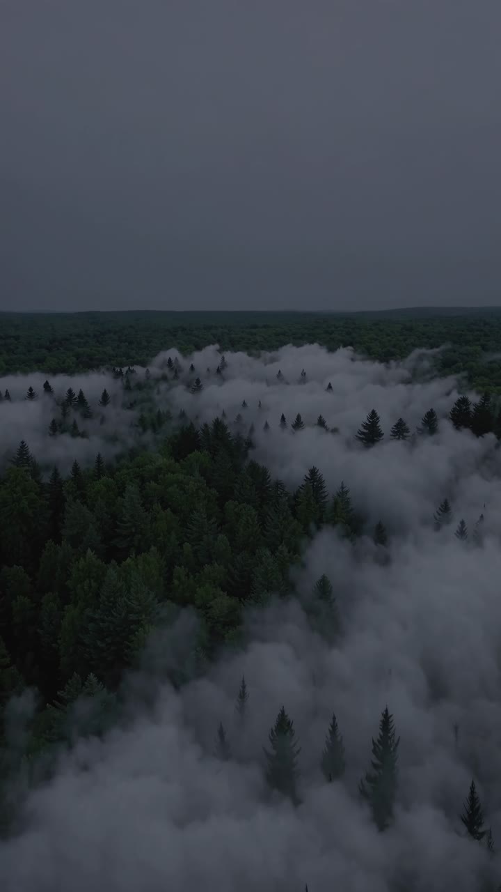 Aerial video captures a mystical forest shrouded in fog. The high-angle view emphasizes the serene