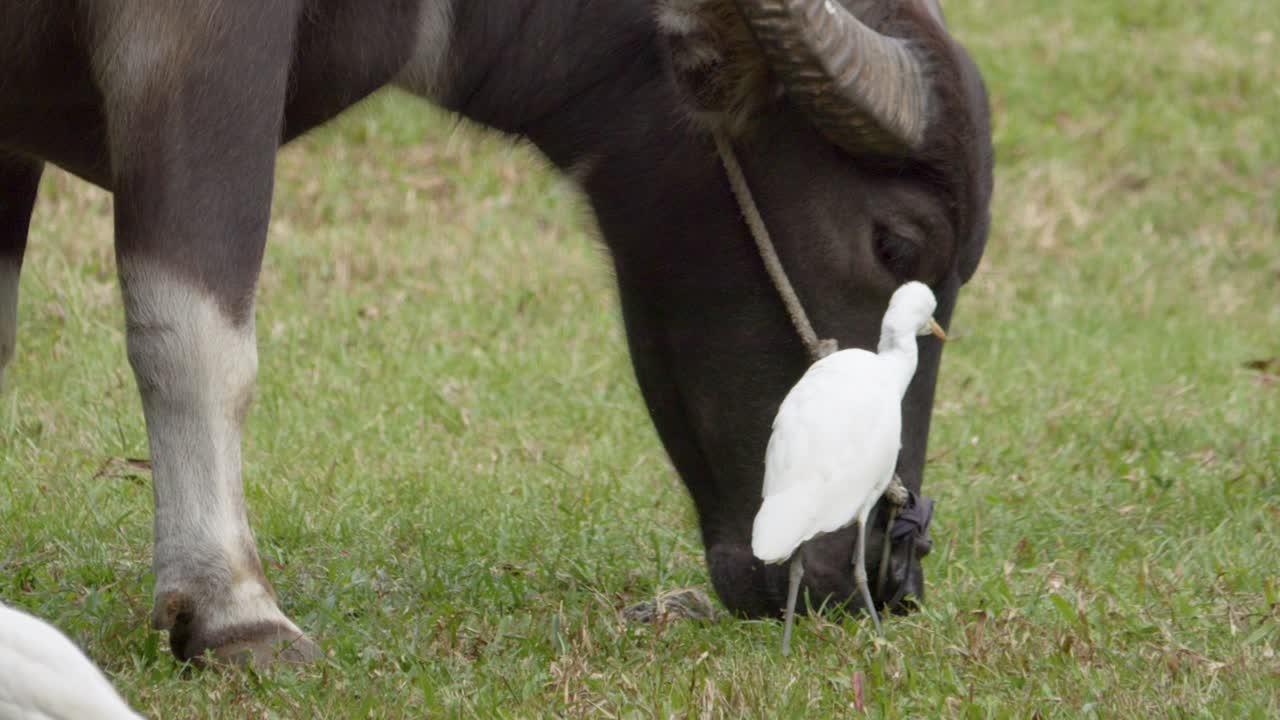 Close up shot of one water buffalo and two egrets in a field during the day in the nature
