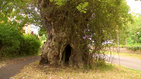 A-large-dead,-hollow-tree-that-was-killed-100-years-ago-by-Dutch-Elm-Disease-in-the-Rutland-village-of-Edmondthorpe-in-England