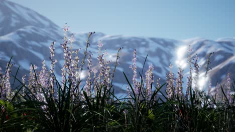 campo de lavanda con cielo azul y cubierta de montaña con nieve