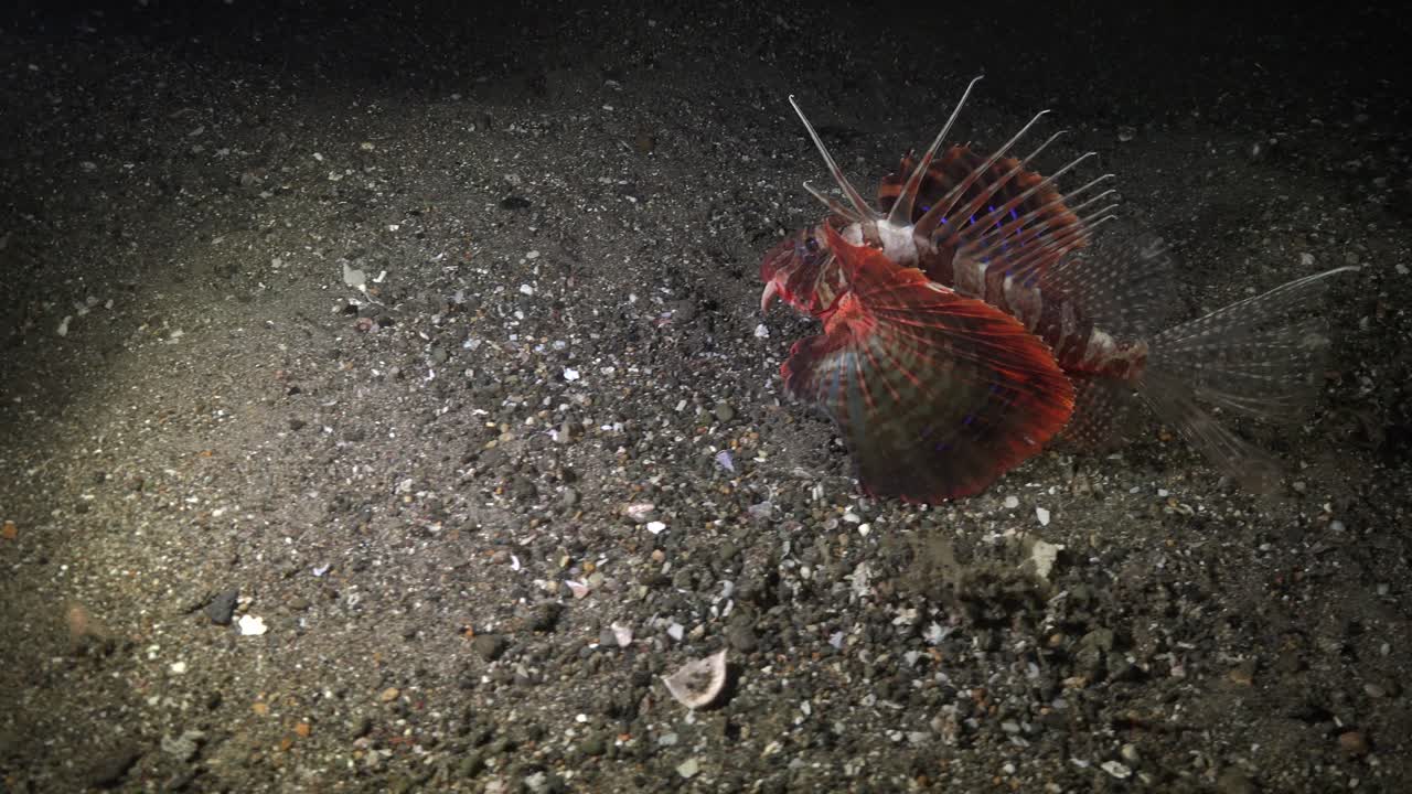 밤에 암초 물고기를 사냥하는 blackfoot lionfish