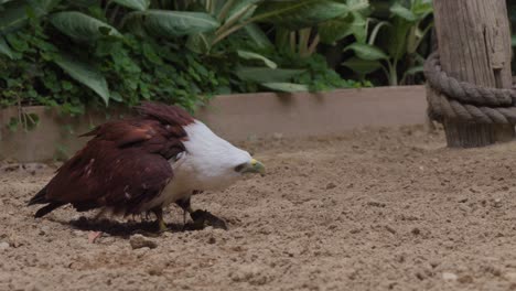 Brahminy-kite-taking-off-from-the-ground-in-slow-motion