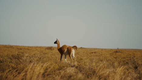 guanaco in het wild op het schiereiland valdes, nationaal park, chubut, argentinië - brede, langzame film