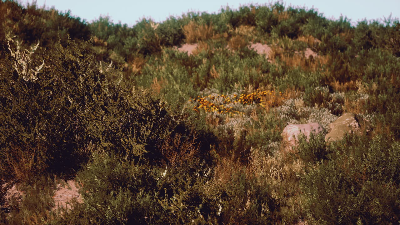dunas de playa con hierba larga