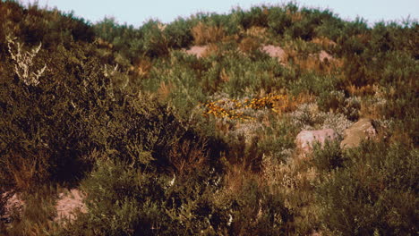 Stranddünen-Mit-Langem-Gras