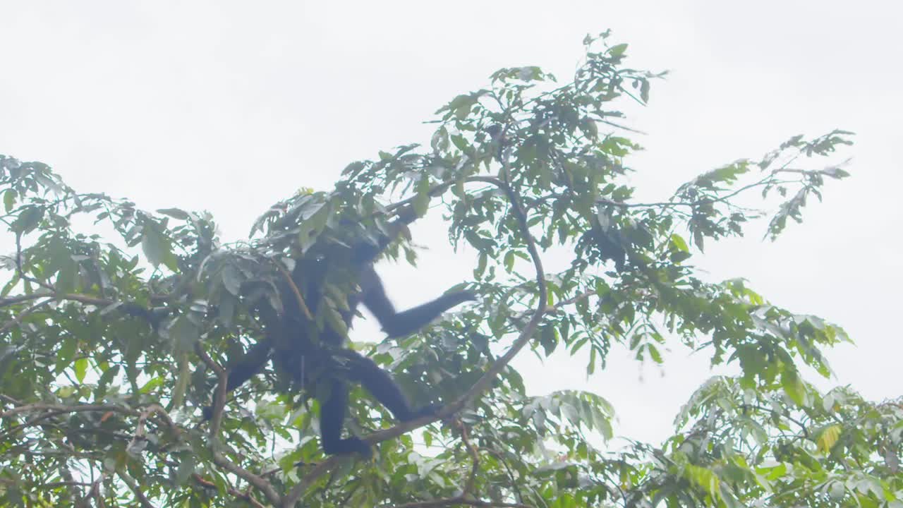 One energetic black spider monkey maneuvers the thick rainforest canopy in Peru jumping from one tree to another