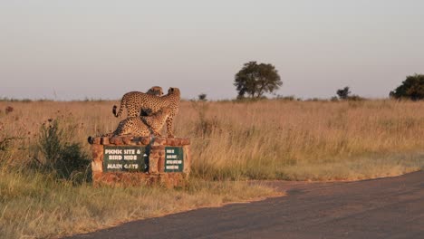 La-Familia-De-Guepardos-Se-Sienta-En-Un-Cálido-Cartel-Al-Borde-De-La-Carretera-Bajo-El-Sol-Dorado-De-La-Tarde