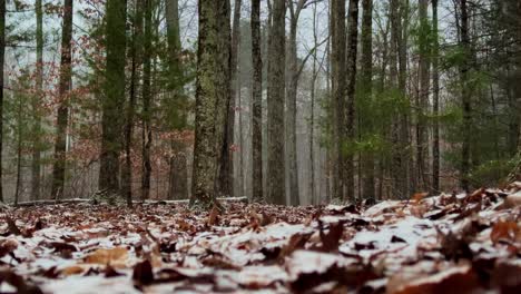 Niedriger-Winkel,-Zeitlupe,-Leichter-Schneefall-Zu-Beginn-Eines-Schneesturms-Tief-In-Einem-Wunderschönen-Kiefernwald,-An-Einem-Ruhigen,-Friedlichen-Wintertag