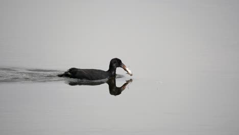 close up shot of wild duck catching fish in lake with beak and swimming,tracking - slow motion footage