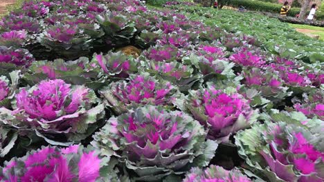 a vibrant display of ornamental cabbages in a garden.